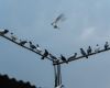 Homayra_Where_Blue_Birds_Fly_11