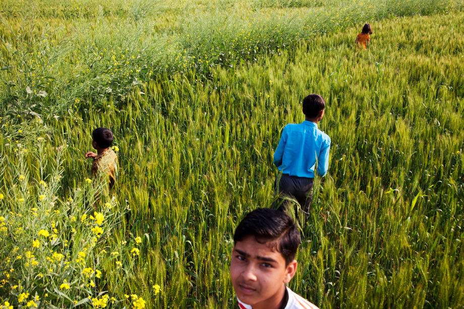 Children in the wheat field, Hamirpur