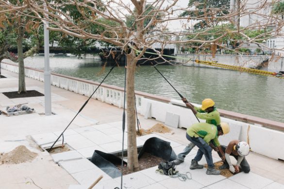 Taming nature – tree re-planting and straightening in the Civic District, Singapore, 2015. In land-scarce Singapore, the constant tug of war between nature in its natural state and the ever-hungry and progressive city is omnipresent and forms a backstory to the island nation’s 50+ year making. Photograph from 'Suddenly The Grass Became Greener' by Kevin WY Lee.