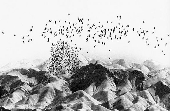 Trees and Crows, 2006 © Abbas Kiarostami
